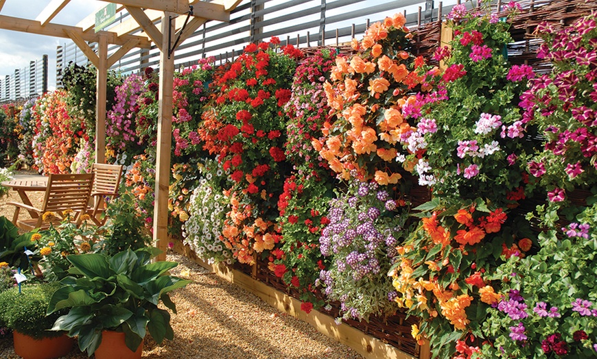 Image 2: 48 Summer Bedding Plants £8.99