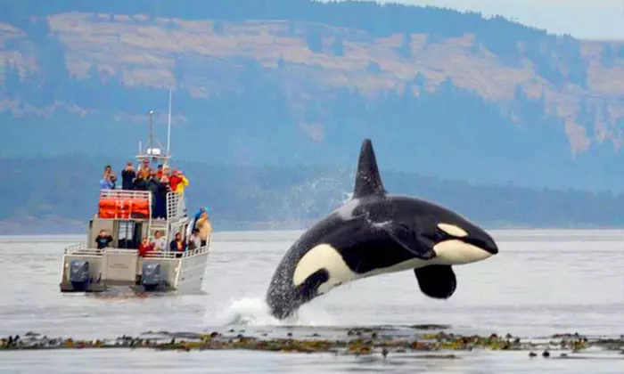 $89 for Whale-Watching Trip for One from Outer Island Excursions ($119 Value) - Primary Image