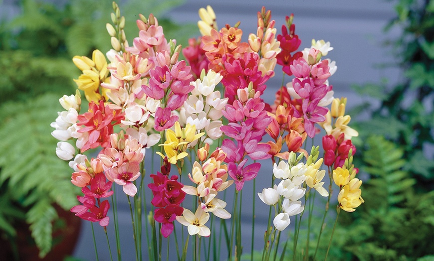 Image 5: Bumper Spring Bulb Collection - 500 or 1000 bulbs