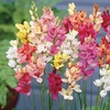 Image 5: Bumper Spring Bulb Collection - 500 or 1000 bulbs