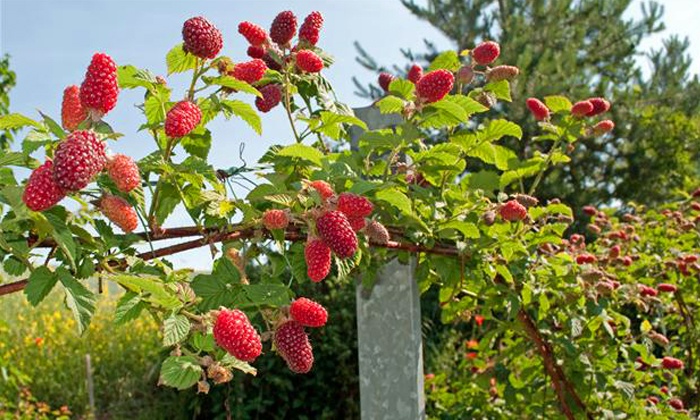 Fruitstruiken kopen