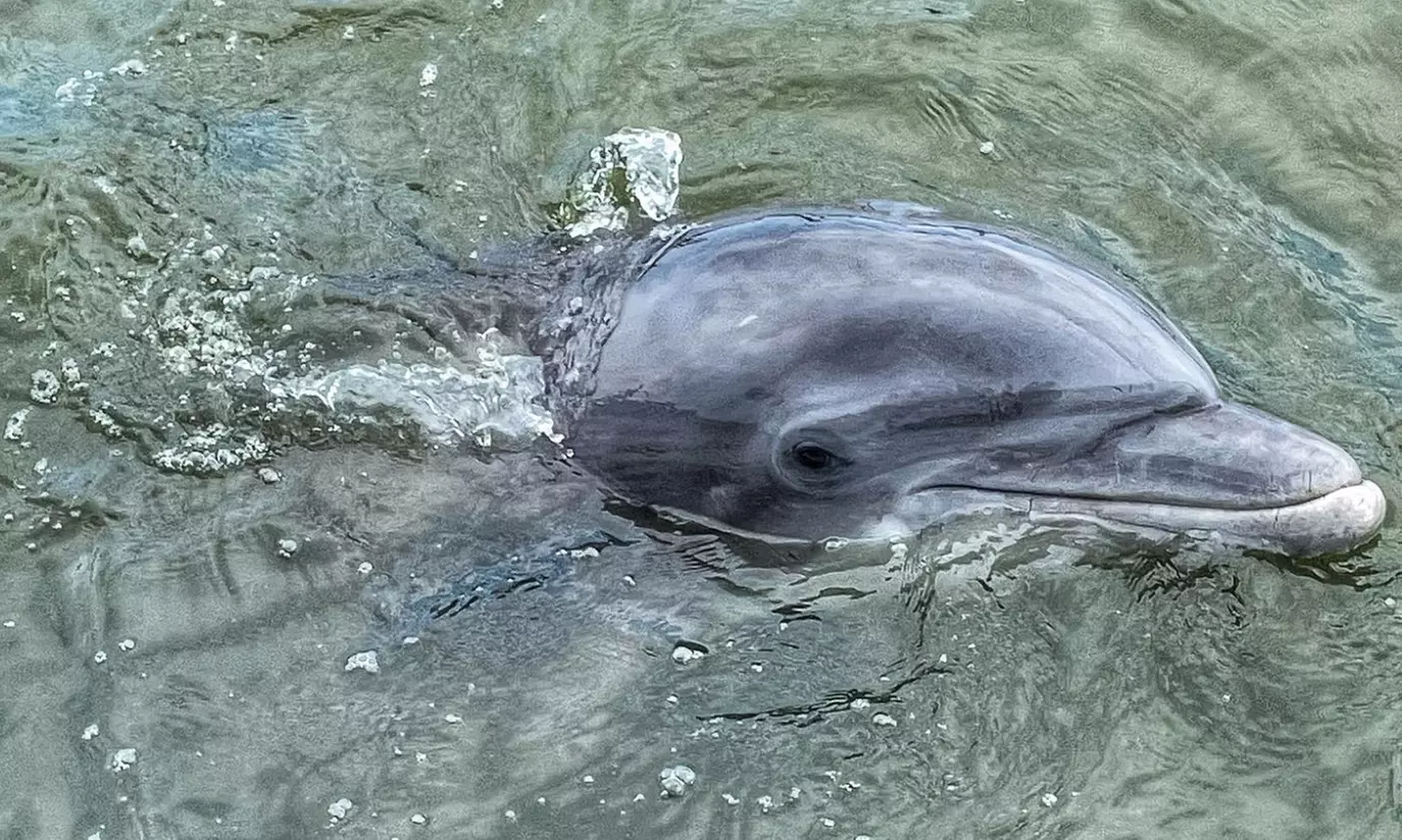 Embark on a Stunning 1.5 Hours of Dolphin Watching Tour at Island Head! - Primary Image