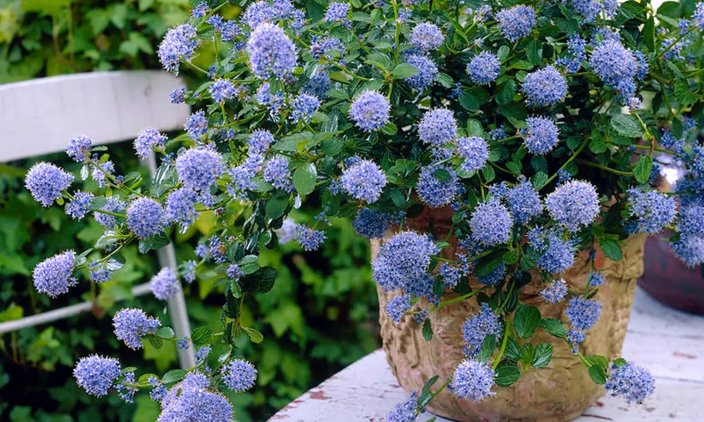 Six Hardy Evergreen Shrubs for £29.99 With Free Delivery (Up to 63% Off) - Primary Image