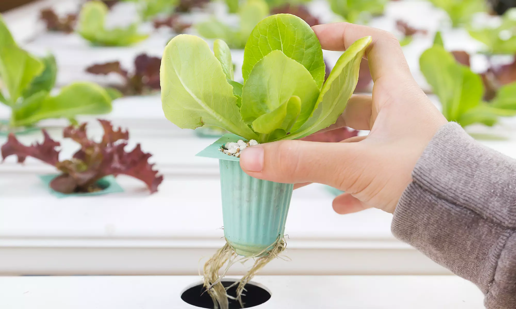 Hydroponic Gear and Organic Fertilizers at Alternative Hydroponics & Organics (50% Off). Two Options Available.  - Primary Image
