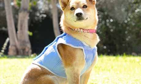 Gilet rafraîchissant pour animaux domestiques de la marque Innovagoods