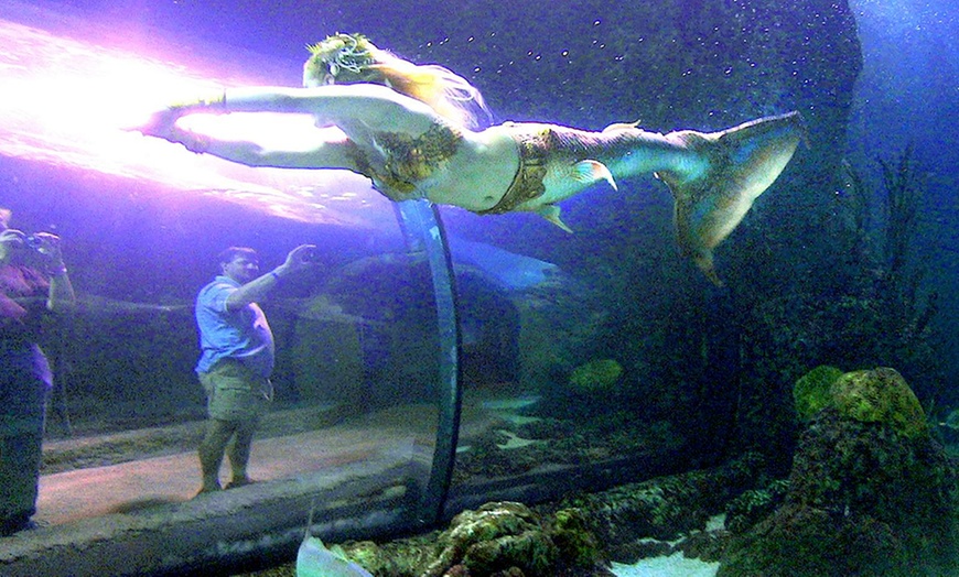 Image 2: The Mermaids at Deep Sea World