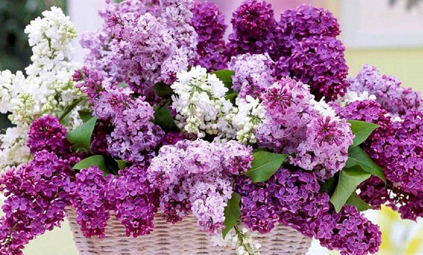 Image 1: Fragrant Purple Lilac Trees