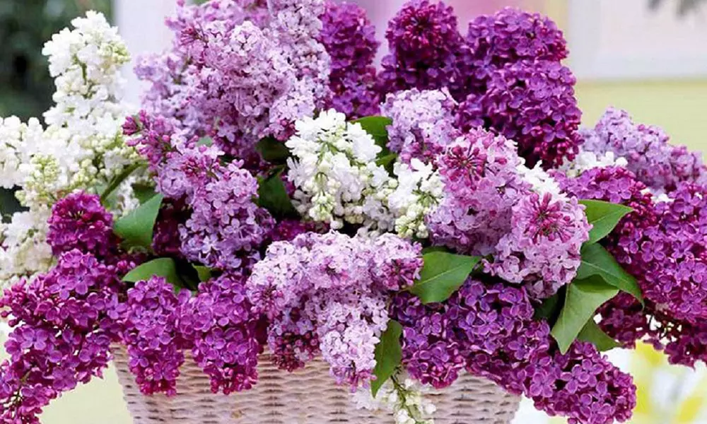 Three or Six Fragrant Purple Lilac Trees from £24.98 With Free Delivery (Up to 73% Off) - Primary Image