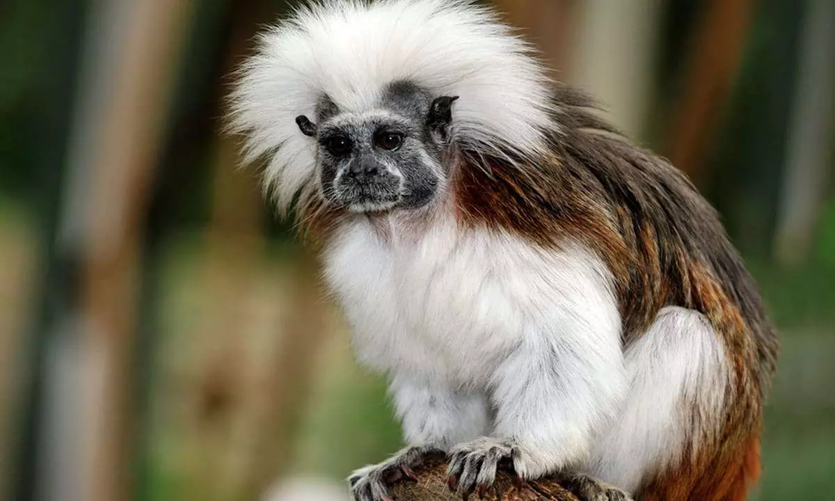 Im Zoo sind die Dinos los! Tageskarte Kölner Zoo & Aquarium