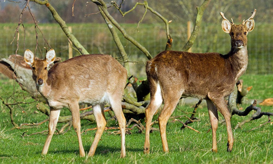 Image 5: Deer Centre Family Entry £11.50