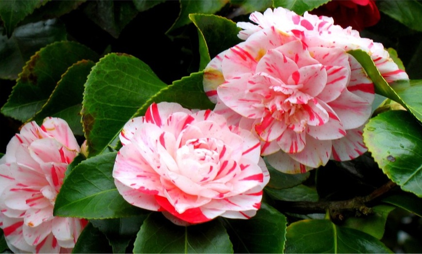 Image 1: Hardy Evergreen Camellias