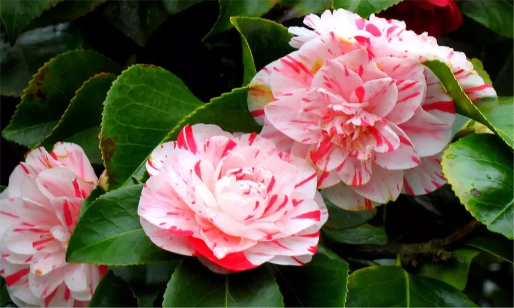 Hardy Evergreen Camellia Japonica Collection from £19.99 With Free Delivery (Up to 57% Off) - Primary Image