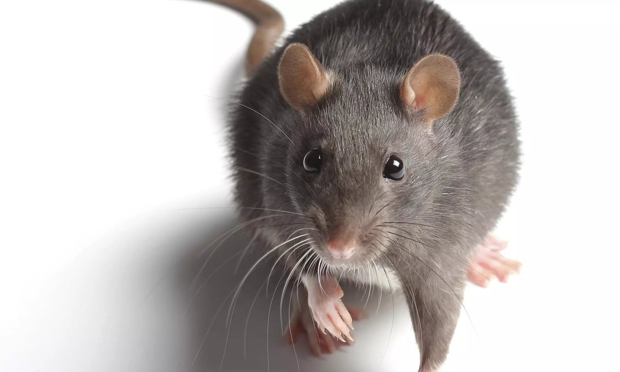 Four-Week Rodent-Trapping Program and Entry-Point Inspection - Primary Image
