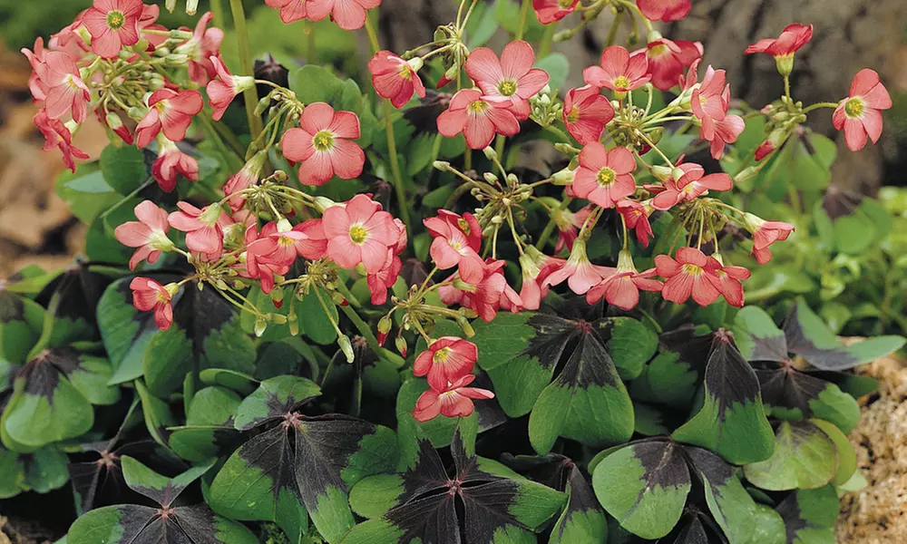 100 200 or 300 Summer Flowering Bulb Collection