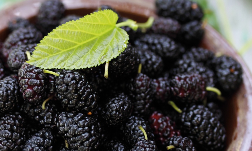 Image 2: Up to Three Black Mulberry (Morus) Charlotte Russe Plants in 9cm Pots