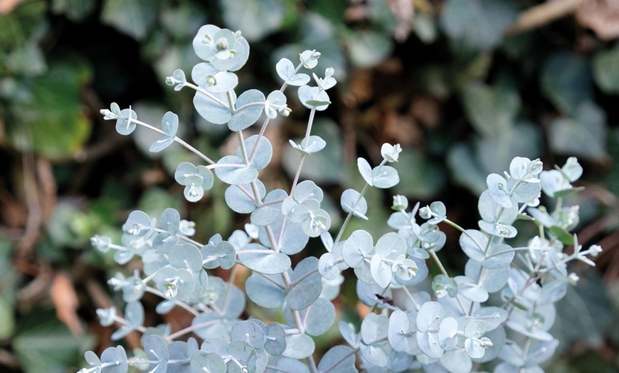 Image 2: Eucalyptus Gunnii 'Azura' 9cm Pot - One or Two Plants