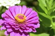 Spring-Blooming Flower Bulbs - Second Medium