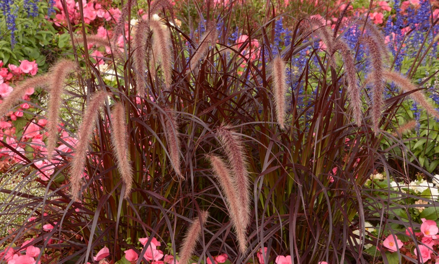 Image 7: Colourful Ornamental Grass Collection - 3, 9 or 15 Plants