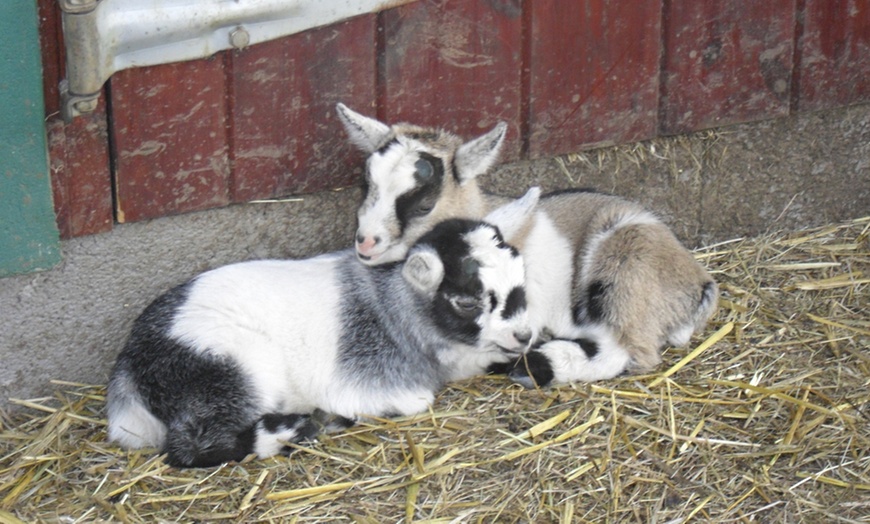 Image 3: Chew Valley Country Farm