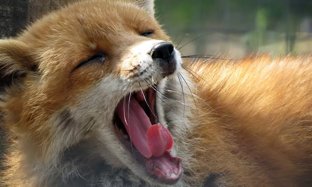 Meet Animals Up Close: Exotic Animal Experience for Two or Four