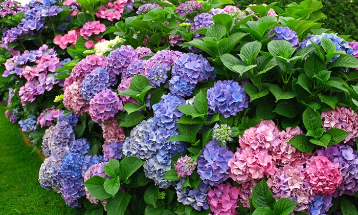 Hydrangea and Lilac Shrubs | Groupon Goods