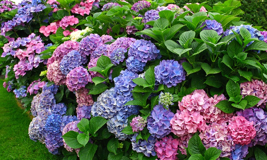 Hydrangea and Lilac Shrubs | Groupon Goods