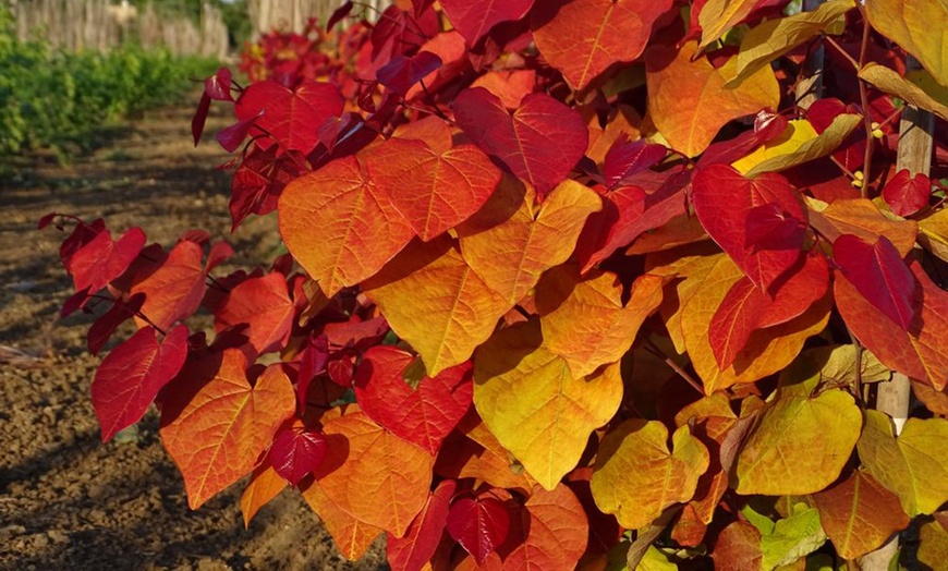 Image 7: Shrub Cercis Eternal Flame Tree Potted Plant