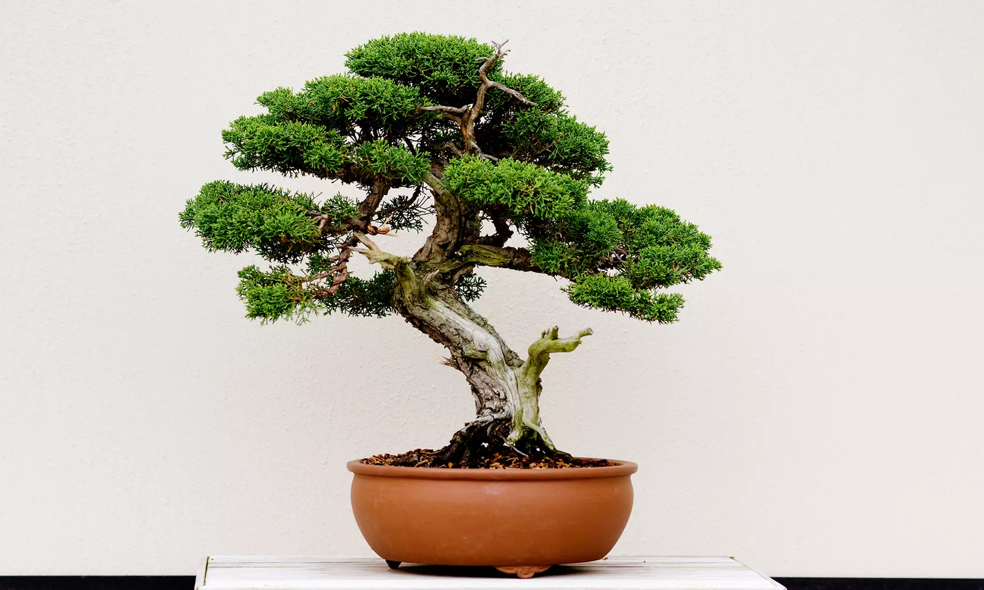 $15 for $30 Worth of Bonsai at Bonsai Beginnings  - Primary Image