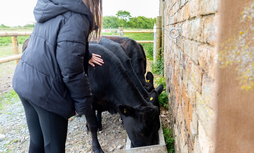 Image 4: One Ticket to Meet the Mini Moos at Frankly Farm Tours