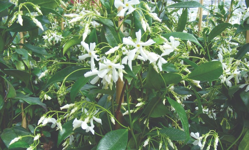 Image 8: Jasmine Trio Collection - 1 or 3 Potted Plants