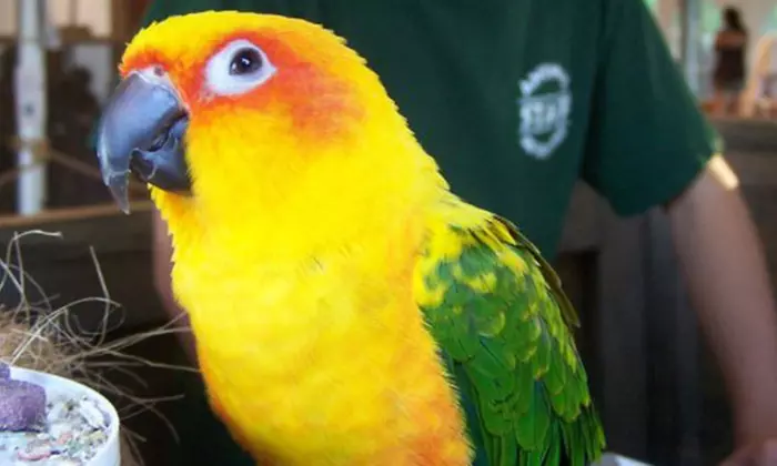 General Admission and Wildlife Tour for Two or Four at Animal Adventures (Up to 54% Off) - Primary Image