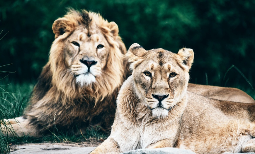 Image 8: Tageskarte Kölner Zoo & Aquarium