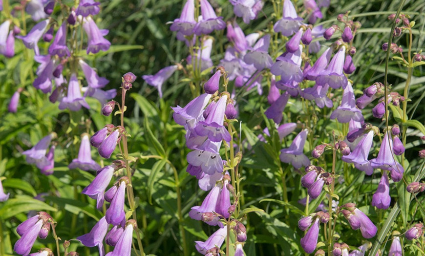 Image 1: Pack of Six Penstemon Collection Potted Plants 