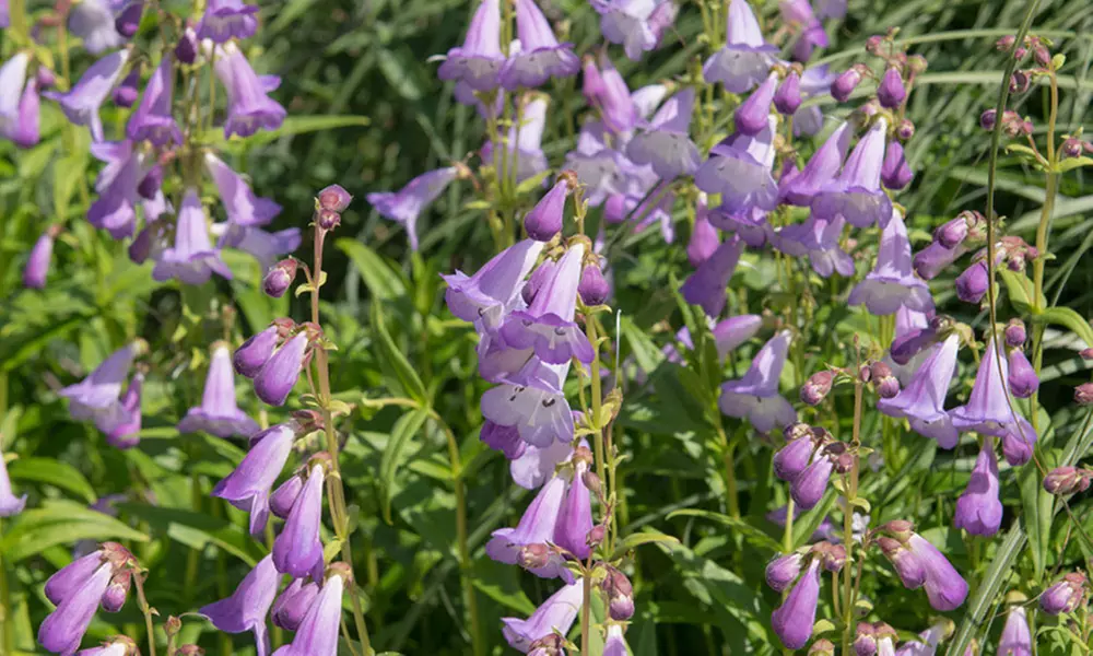 Pack of Six Penstemon Collection Potted Plants