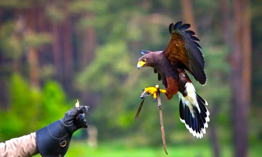 Image 2: North Yorkshire: 2 Nights with Bird of Prey Tickets