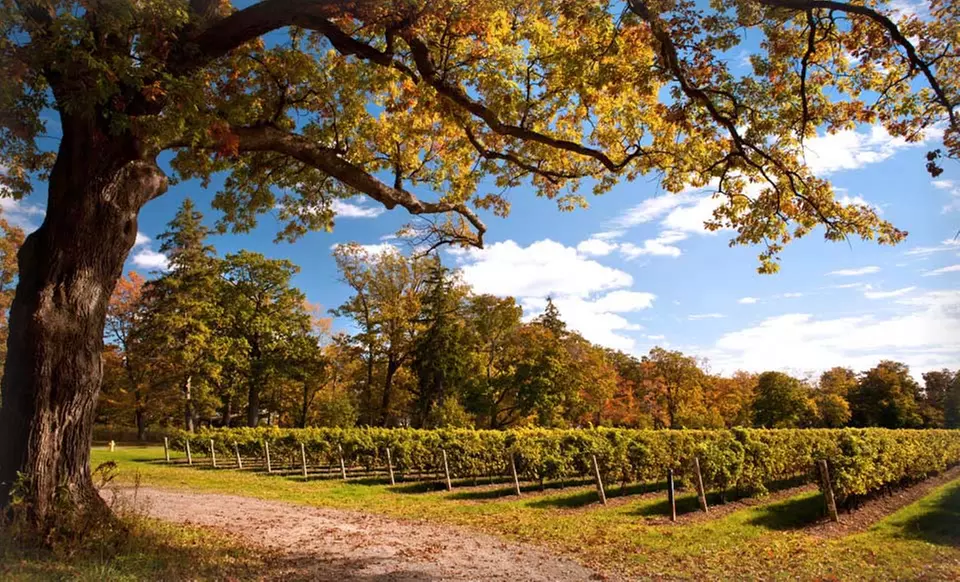 2-Night Stay with VIP Wine Tastings at Best Western Plus Sonoma Valley Inn in Sonoma, CA - Primary Image