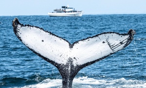 Whale-Watching Adventure: Adult or Child Tickets 