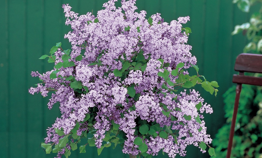 Image 3: Dwarf Lilac Standard Tree