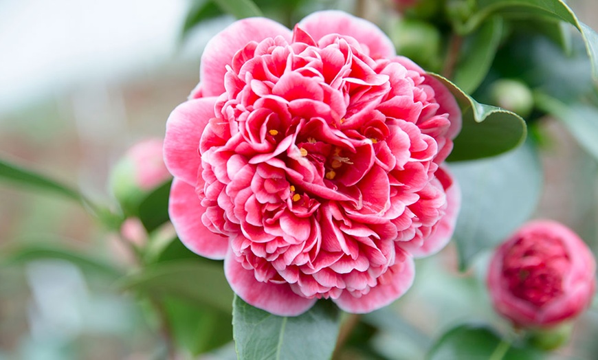 Image 3: Set van 2 Camellia Volunteer-planten