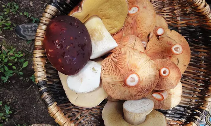 Four-Day Entry for One or Two to Telluride Mushroom Festival (57% Off) - Primary Image