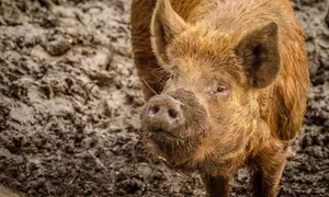 Alpaca, Pygmy Goat or Meerkat Experience & Park Entry for Two or Four