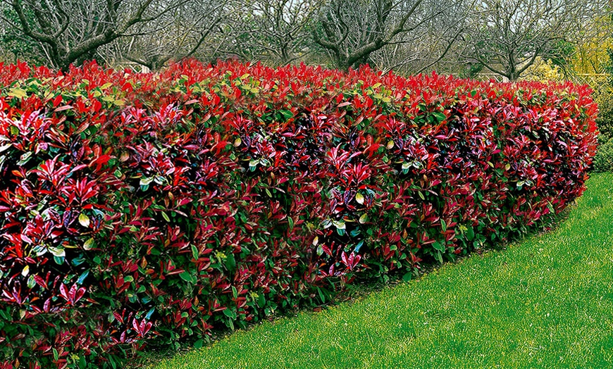 Image 1: Photinia-Hecke „Red Robin“