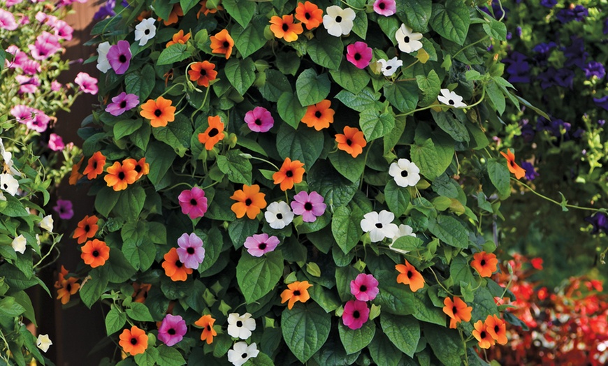 Image 1: Climbing Thunbergia Alata Plants