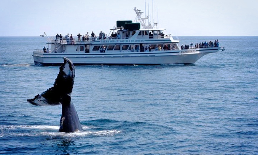 7 Seas Whale Watch in - Gloucester, MA | Groupon