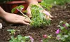 $35 for $60 Worth of Lawn and Garden Care — The Composting Network