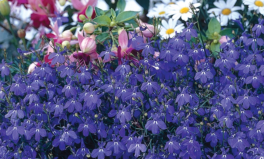 Image 5: Lobelia Monsoon and Cascade