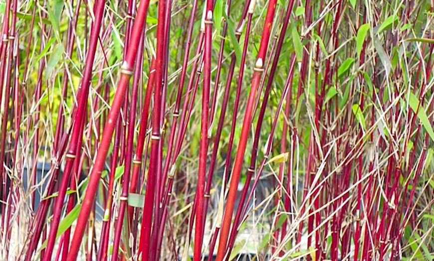 Image 3: Red Stem Umbrella Bamboo