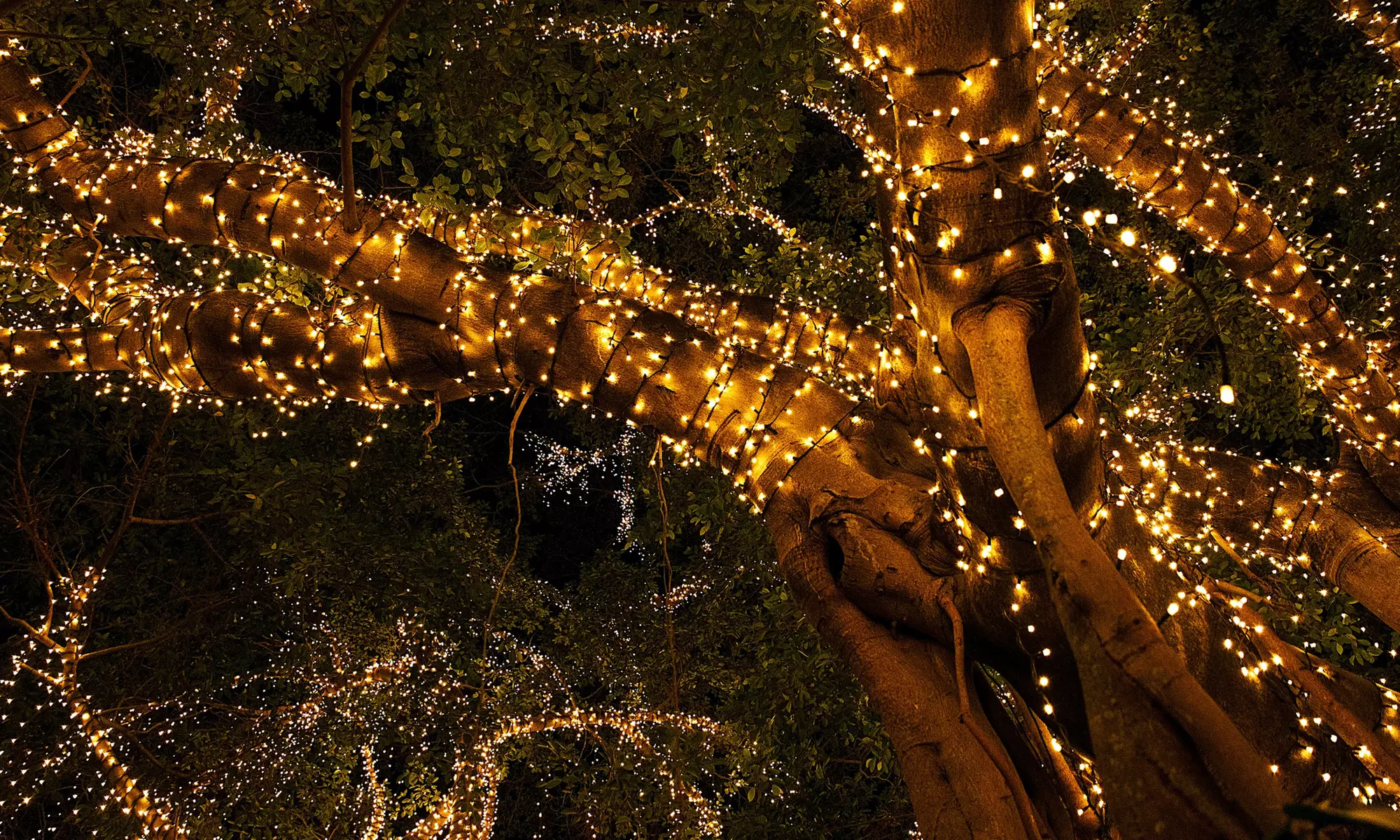1, 2 ou 4 guirlandes solaires Yogy blanc chaud avec 100, 200 et 400 lumières LED - Primary Image