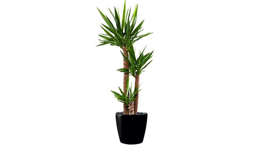 Image 4: Potted Yucca Tree 