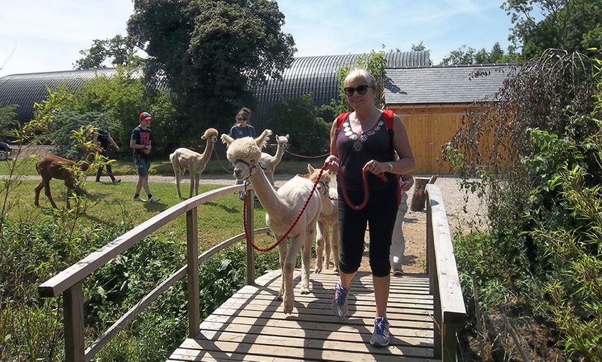 Image 3: Alpaca Walk, Charnwood Forest